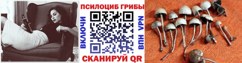 купить  сайты  Миньяр  гидра зеркало  нарко площадка телеграм  Галлюциногенные грибы Cubensis 